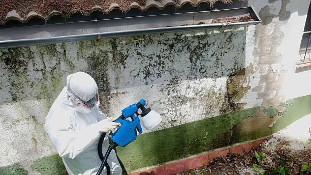 Top rated local Mold Remediation specialists in Myakka City, FL